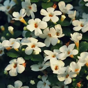 Bacopa monnieri herb