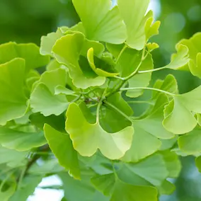 Ginkgo biloba leaves