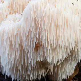 Lion's mane mushroom, a nootropic botanical in Crystal Restore