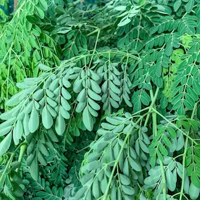 Moringa oleifera leaves