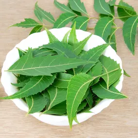 Neem leaves