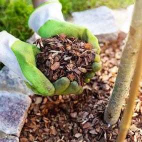 Pine bark for extract